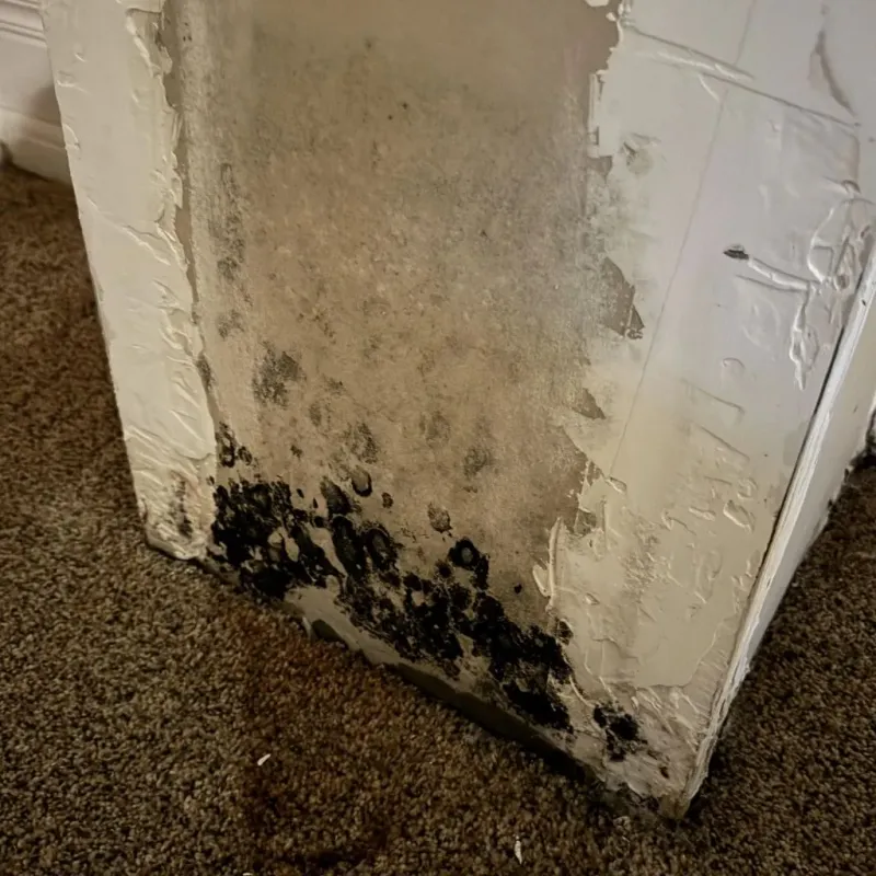 Professional Mold Removal in Louisburg, NC